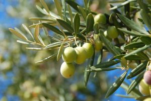 La coltivazione delle olive siciliane: una tradizione millenaria
